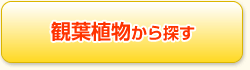 観葉植物から探す