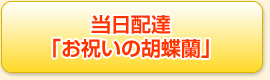 当日配達「お祝いの胡蝶蘭」